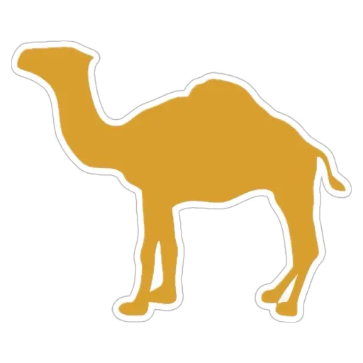 camel